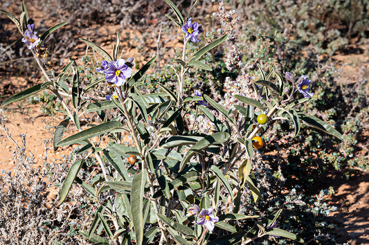 Discover the Bounty of Native Australian Plants