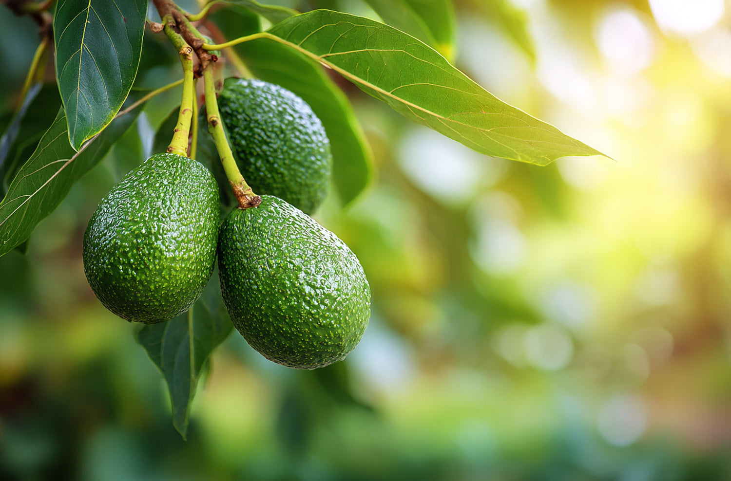 How to grow your own avocado trees