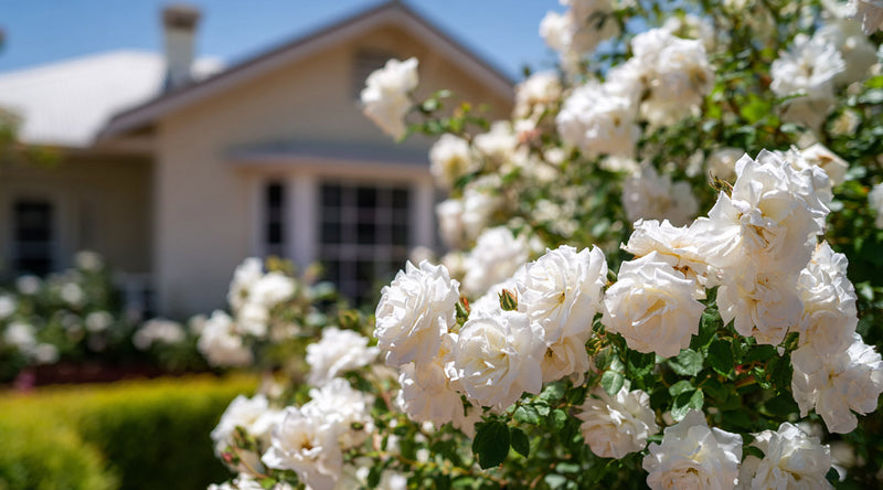 How to grow beautiful roses