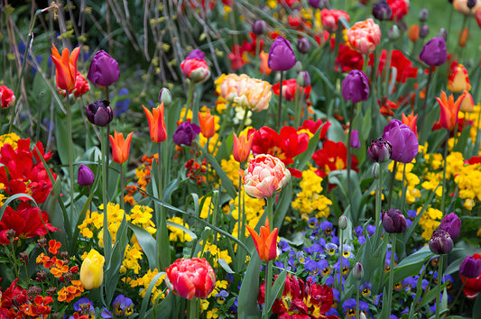 A Guide to Planting Autumn Bulbs for a Colour-full Spring