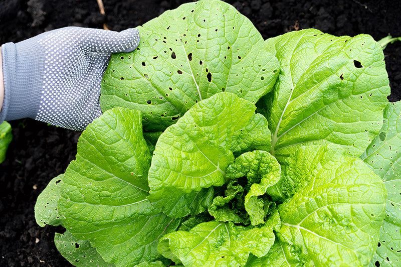 How to prevent common garden pests