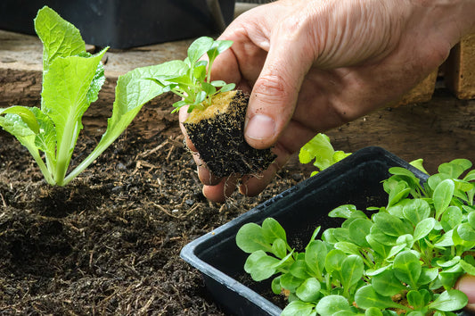 Tips to plant, grow and cook summer vegetables