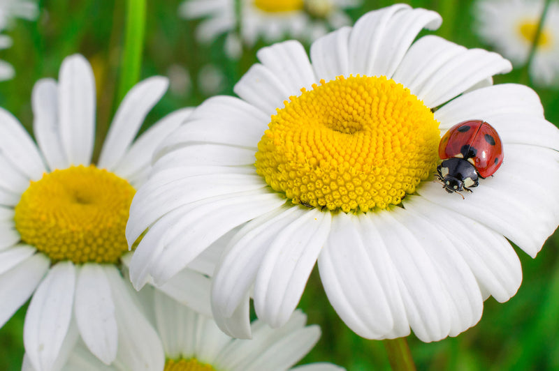 How to deal with bugs on plants