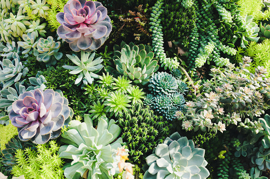 Everything you need to know about succulent plants