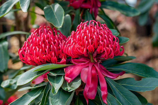 Growing Aussie State or Territory native plants in your garden