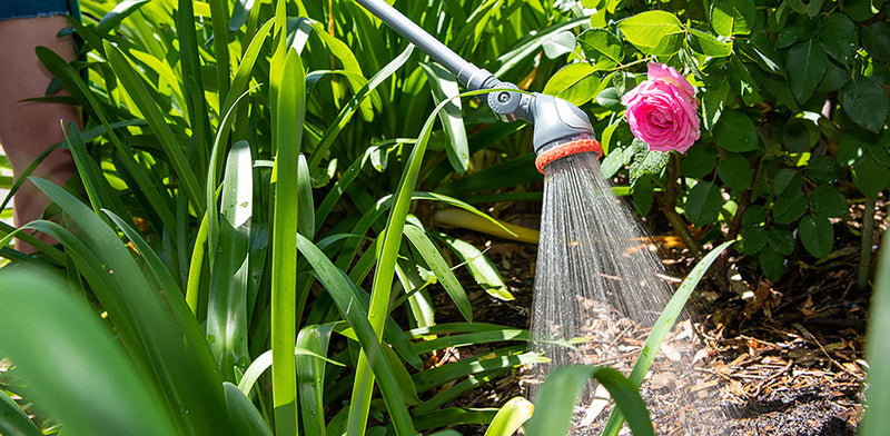 The best time to water your garden in summer