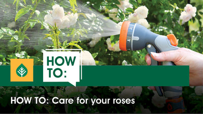 How To: Care For Your Roses