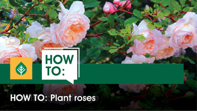 How To: Plant Roses