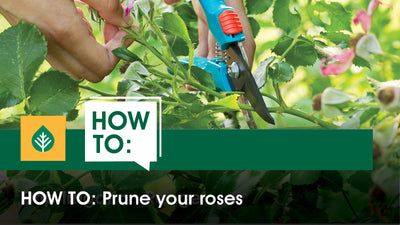 How To: Prune Your Roses