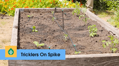 Install Tricklers On Spike in your garden bed