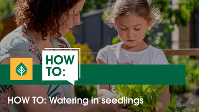 Watering in seedlings