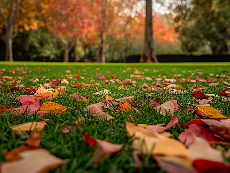 Keep your garden looking wonder-full this autumn
