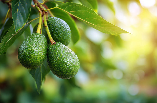 How to grow your own avocado trees