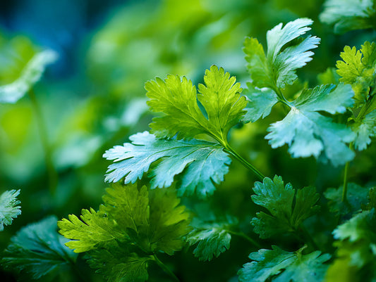 How to grow coriander