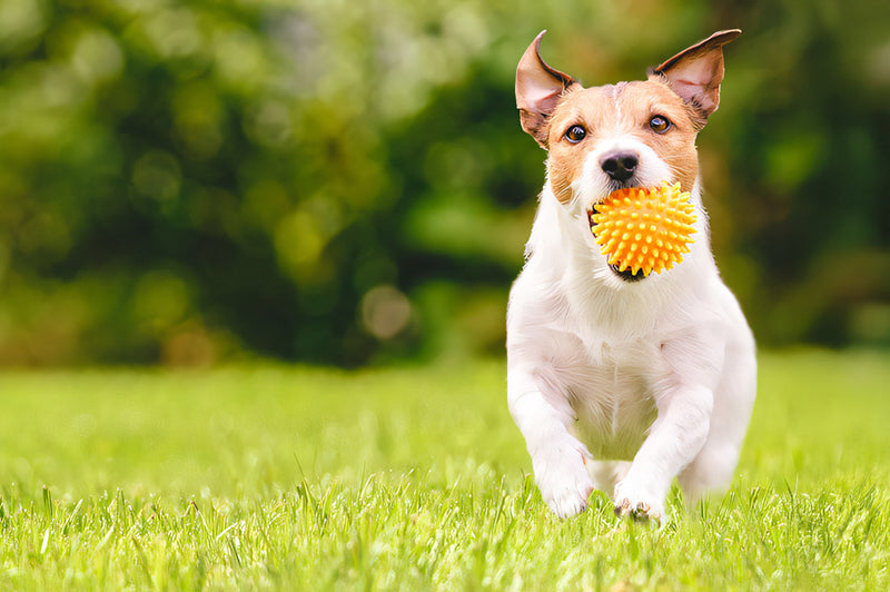 How to find the right lawn for your backyard