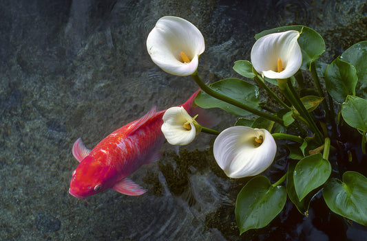Starting a Fish Pond? Try These Water Gardening Tips