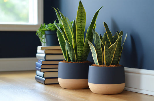 Our top picks for your next house plant