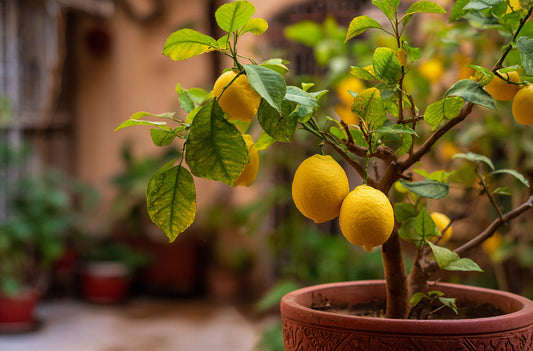 The easy guide to growing fruit trees in pots