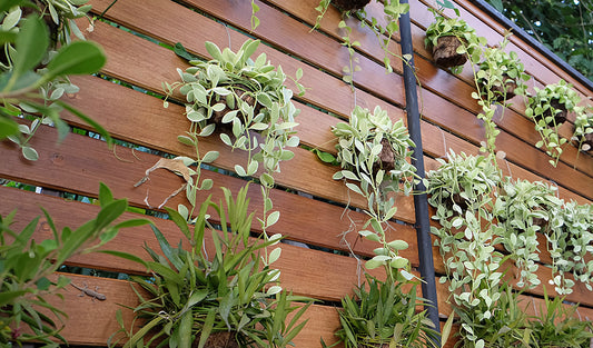 Grow your own vertical garden