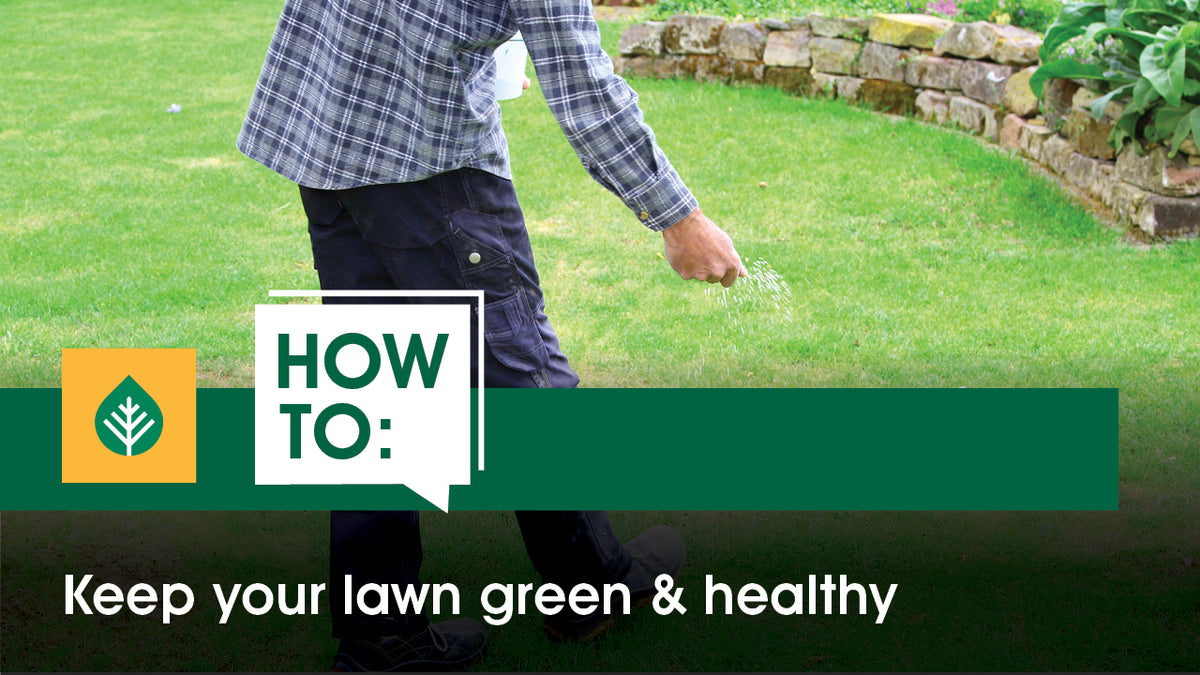 How to keep your lawn green & healthy