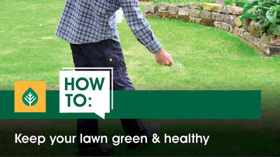 How to keep your lawn green & healthy