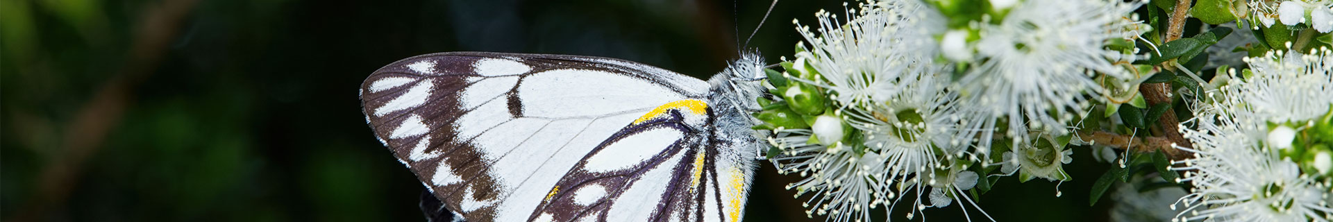 <p>How to attract birds & butterflies to your garden</p>

