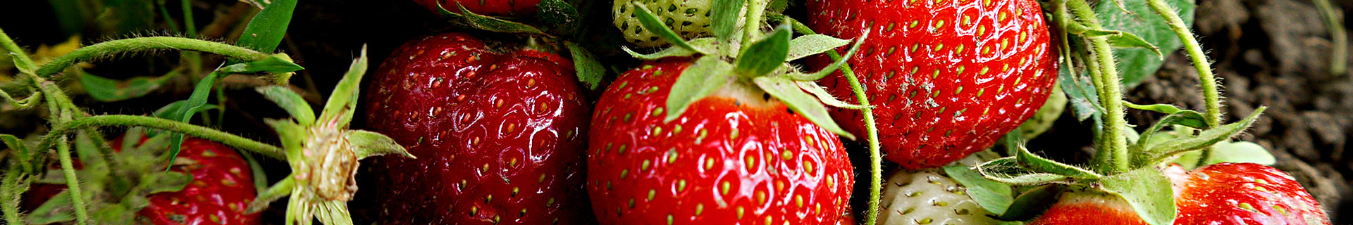 <p>Our secret tips to sweet, home-grown strawberries</p>
