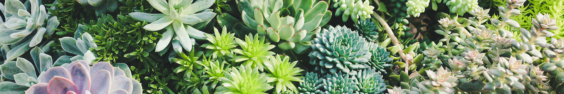 <p>Everything you need to know about succulent plants</p>
