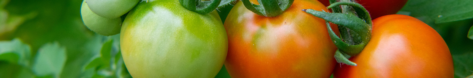 <p><strong>How to grow tomatoes like a pro</strong></p>
<p> </p>
