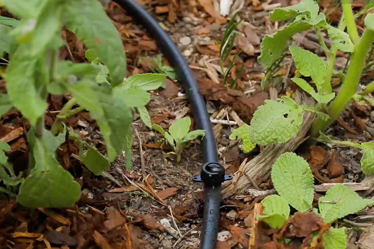 Everything you need to know about drip irrigation systems