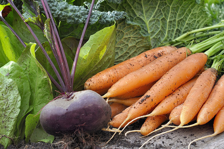 Our top picks for planting Autumn vegetables