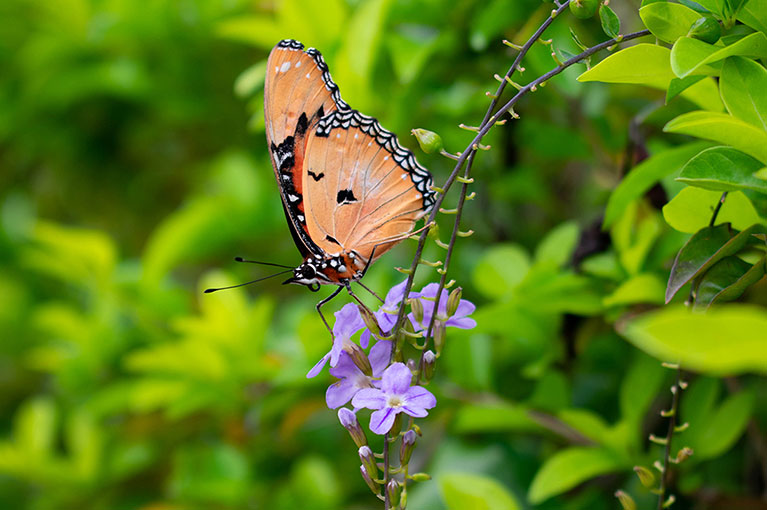 How to attract birds & butterflies to your garden