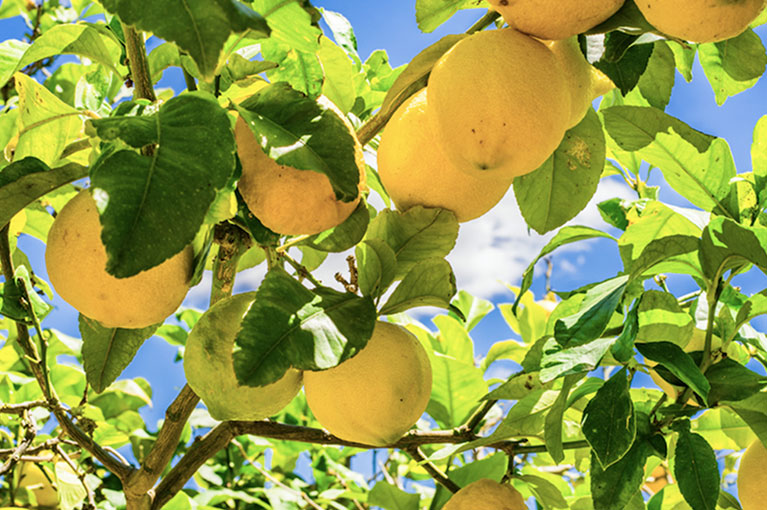 How to care for your citrus plants
