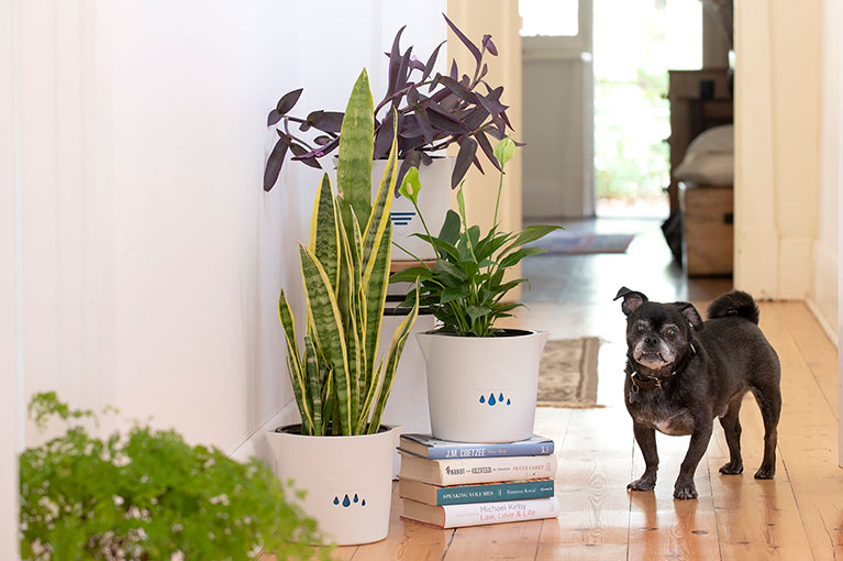 Our top picks for your next house plant