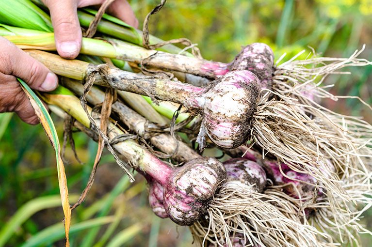 Everything you need to know about growing garlic