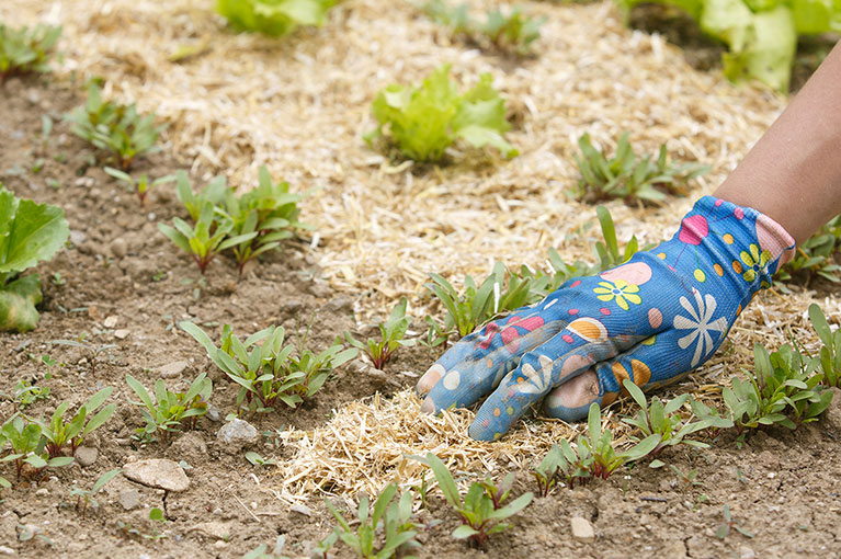 What is mulch? And why do I need it?