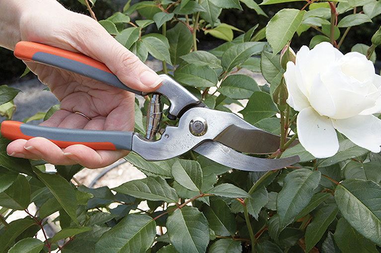 How to grow beautiful roses