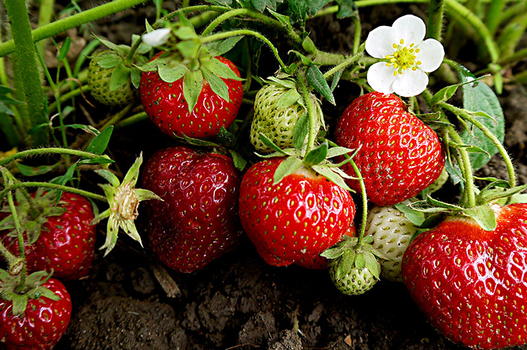 Our secret tips to sweet, home-grown strawberries