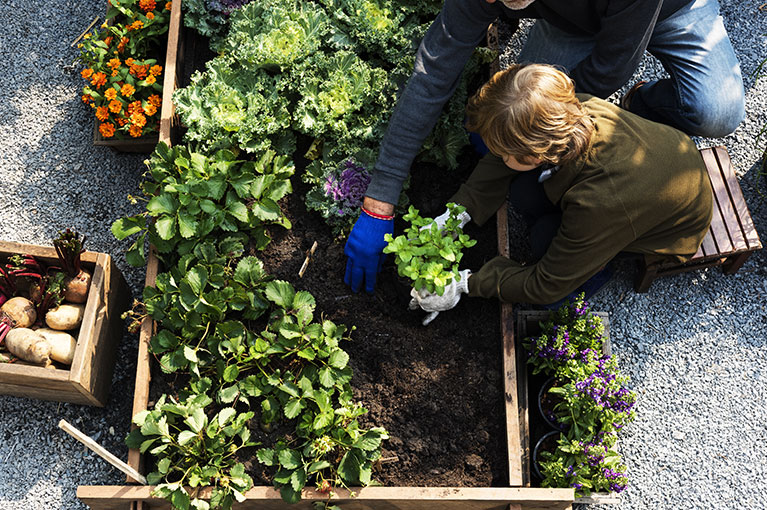 How To Grow And Maintain Your Veggie Garden