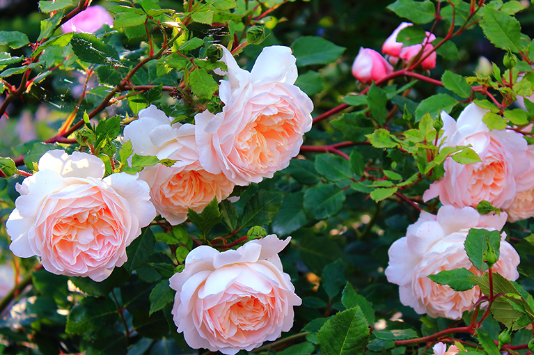 Steps to growing roses in Australia and how to prevent black spot