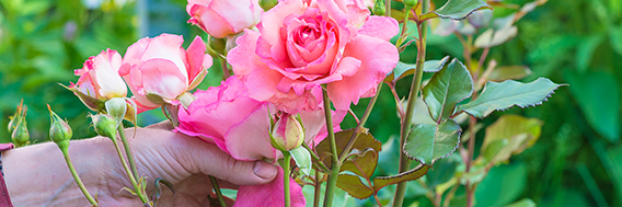 Caring for your roses