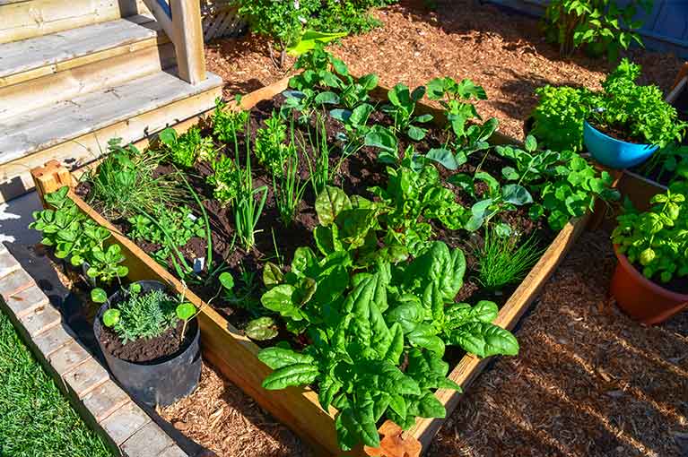 What vegetables to plant now for a summer harvest