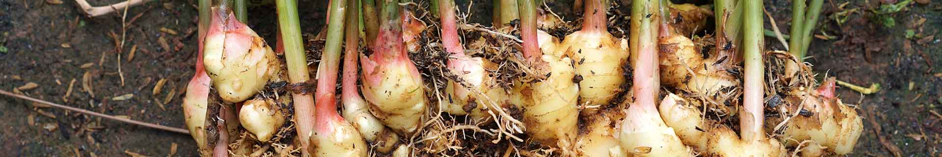 <p>How to grow ginger at home</p>
