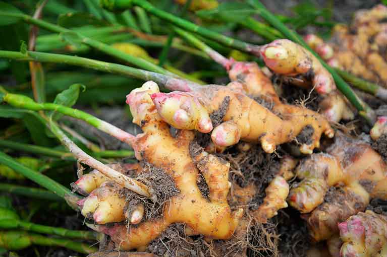 How to grow ginger at home