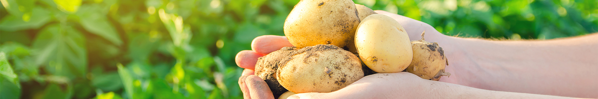 <p>How to grow potatoes in 5 simple steps</p>
