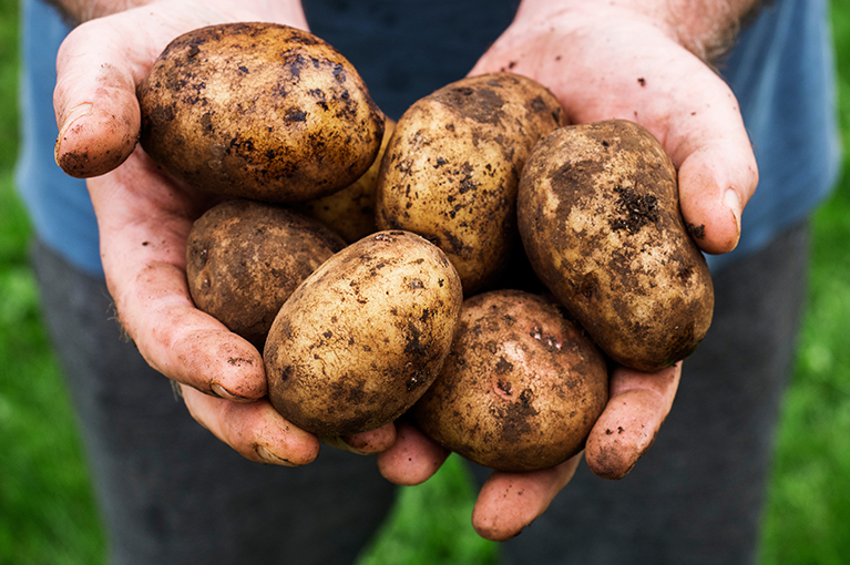 How to grow potatoes in 5 simple steps
