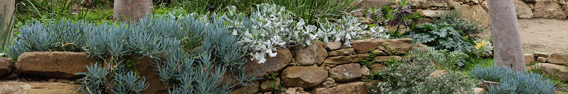 <p>Everything you need to know about ground cover plants</p>
