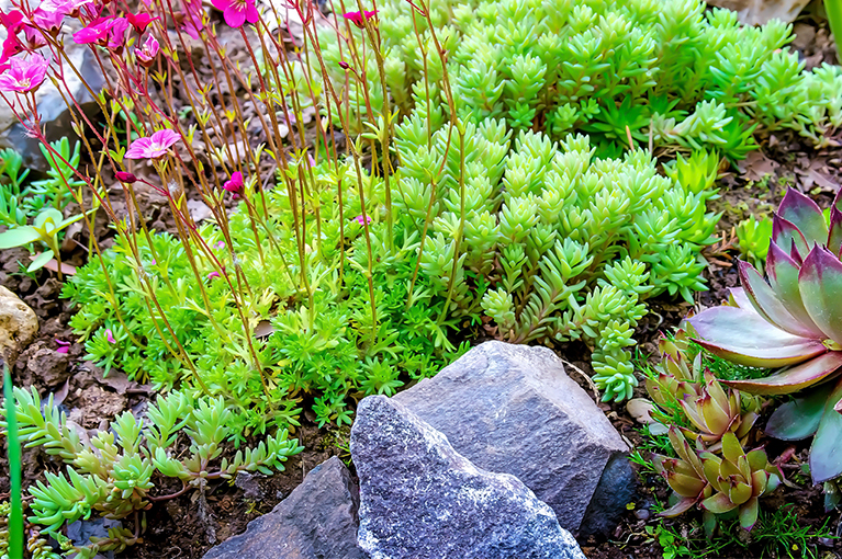 Everything you need to know about ground cover plants