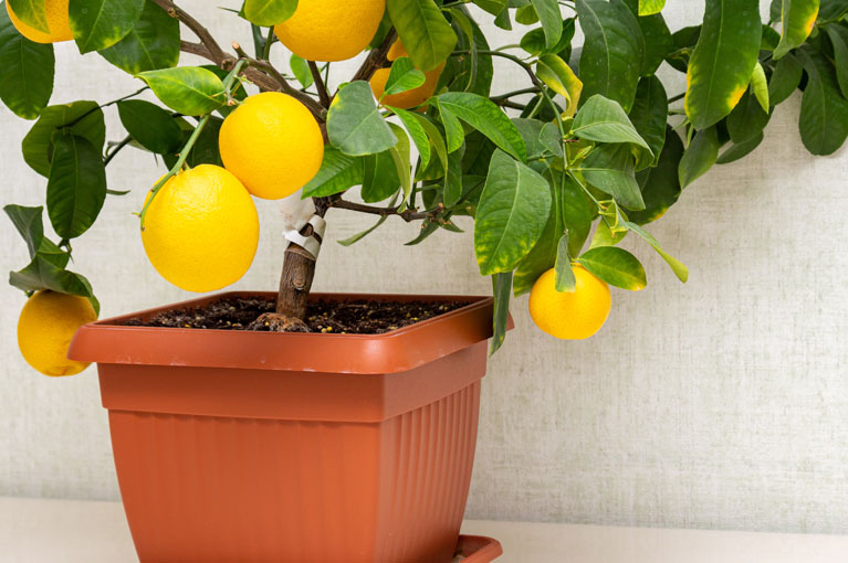 The easy guide to growing fruit trees in pots
