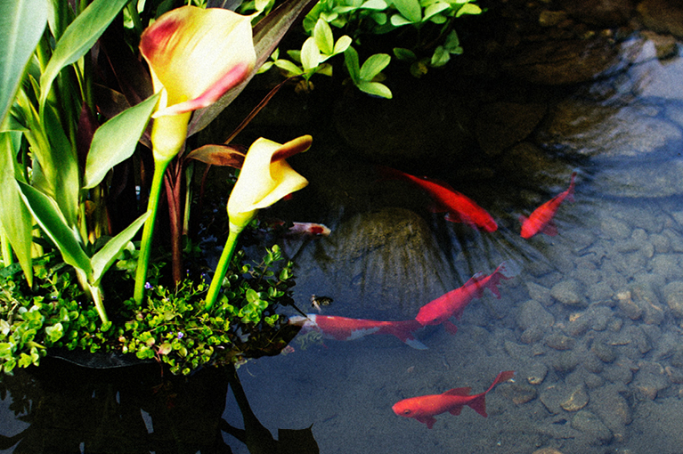 Starting a fish pond? Try these water gardening tips